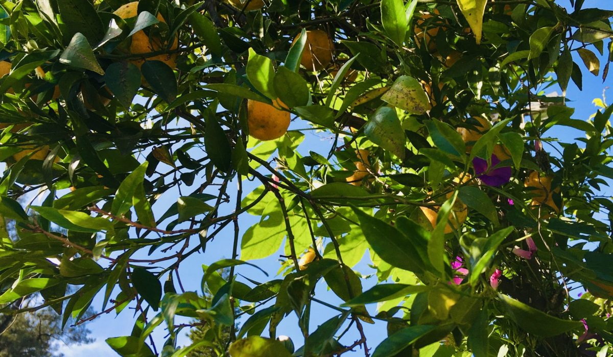 Sizilien, Palermo, Mandarinen vom Baum